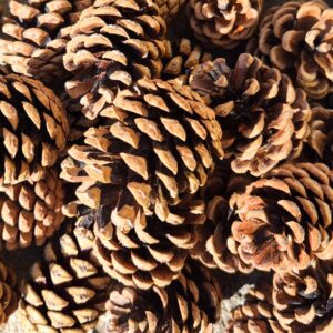 Naturalne Duże Szyszki Sosnowe Prosto z Lasu Dekoracja Stroik Susz 3,5-6 cm