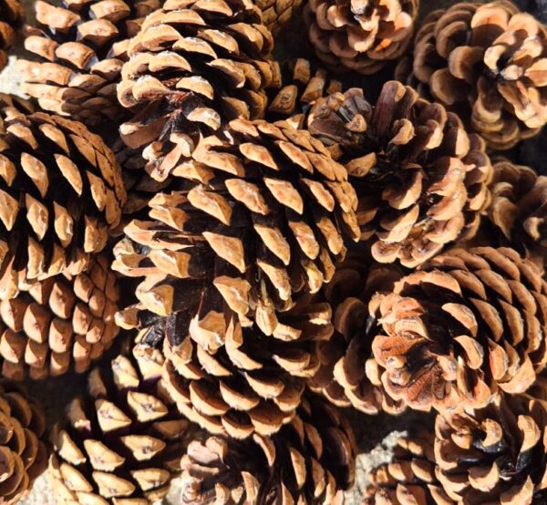 Naturalne Duże Szyszki Sosnowe Prosto z Lasu Dekoracja Stroik Susz 3,5-6 cm