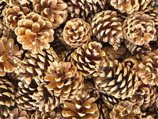 Bardzo Duże Szyszki Sosnowe XXL Prosto z Lasu Naturalne Dekoracja Stroik Susz 6-9 cm - obrazek 14