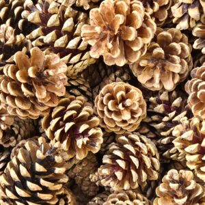 Bardzo Duże Szyszki Sosnowe XXL Prosto z Lasu Naturalne Dekoracja Stroik Susz 6-9 cm