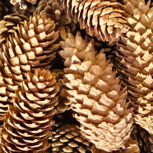 Szyszki Świerkowe Prosto z Lasu Dekoracja Stroik Susz 13-16 cm
