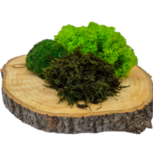 Naturalny Mech LAS W DOMU Mix 3 Rodzaje - Chrobotek Reniferowy, Mech Płaski, Mech Kulisty