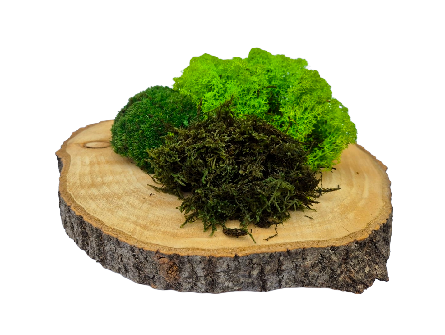 Naturalny Mech LAS W DOMU Mix 3 Rodzaje - Chrobotek Reniferowy, Mech Płaski, Mech Kulisty